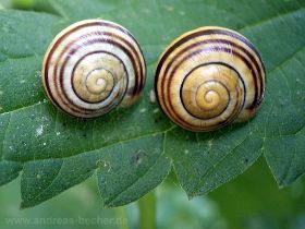 Gartenbänderschnecke