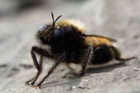 Fliege