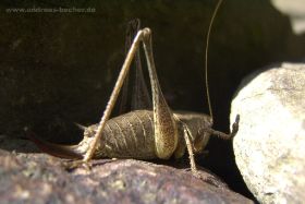 Gewöhnliche Strauchschrecke