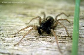 Waldwolfspinne