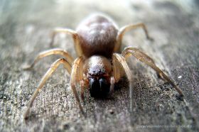Spinne