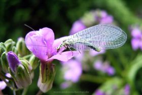 Gemeine Florfliege
